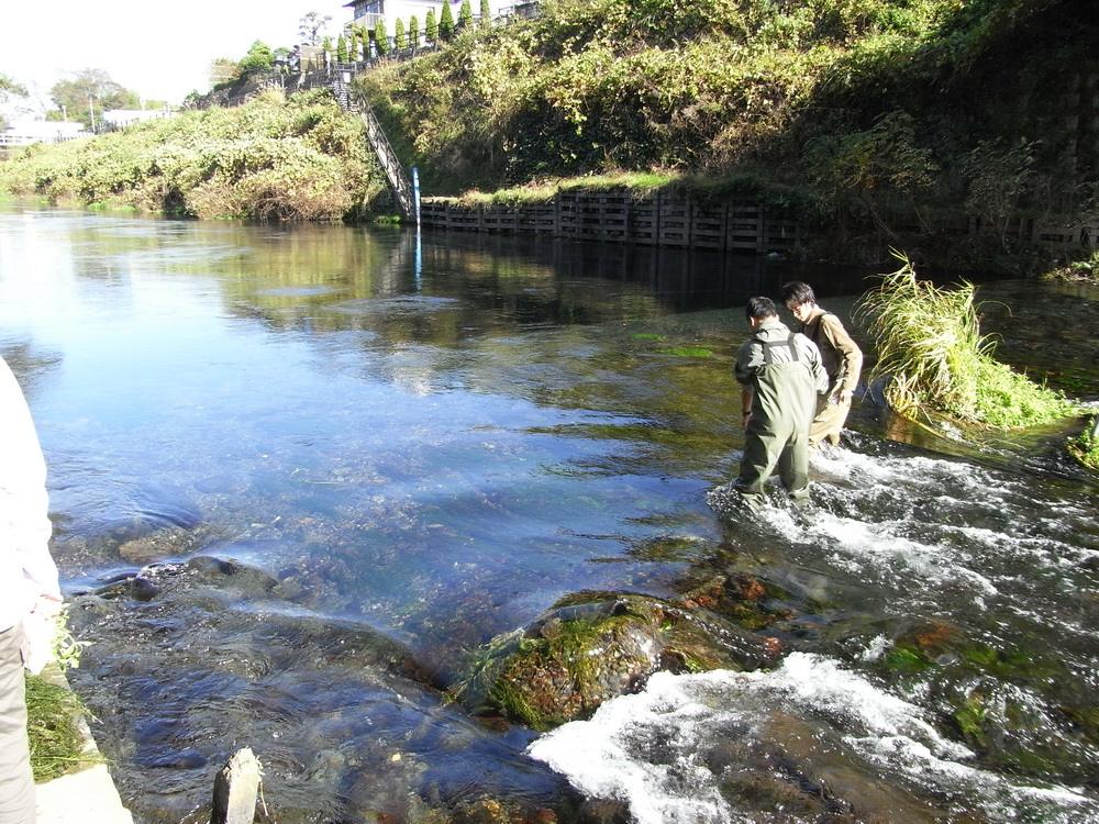 河流水生态的修复,河流水生态修复的策略,如何修复河流水生态
